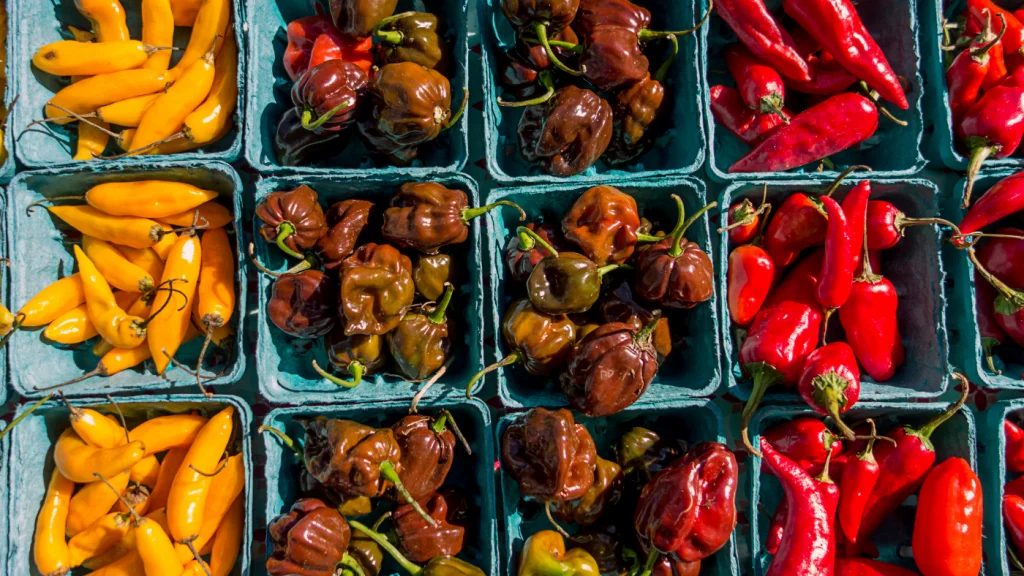 chili paprika fajták