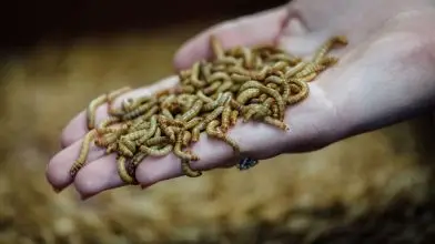 Itt a megoldás a klímaváltozásra: rovar alapú takarmányozás