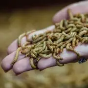 Itt a megoldás a klímaváltozásra: rovar alapú takarmányozás