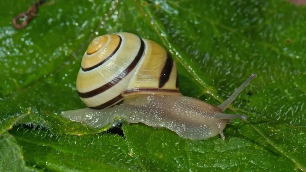 csigaligeti csiga