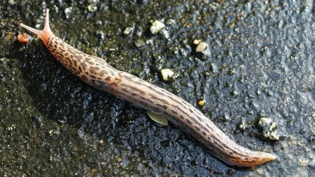 csiga meztelencsiga