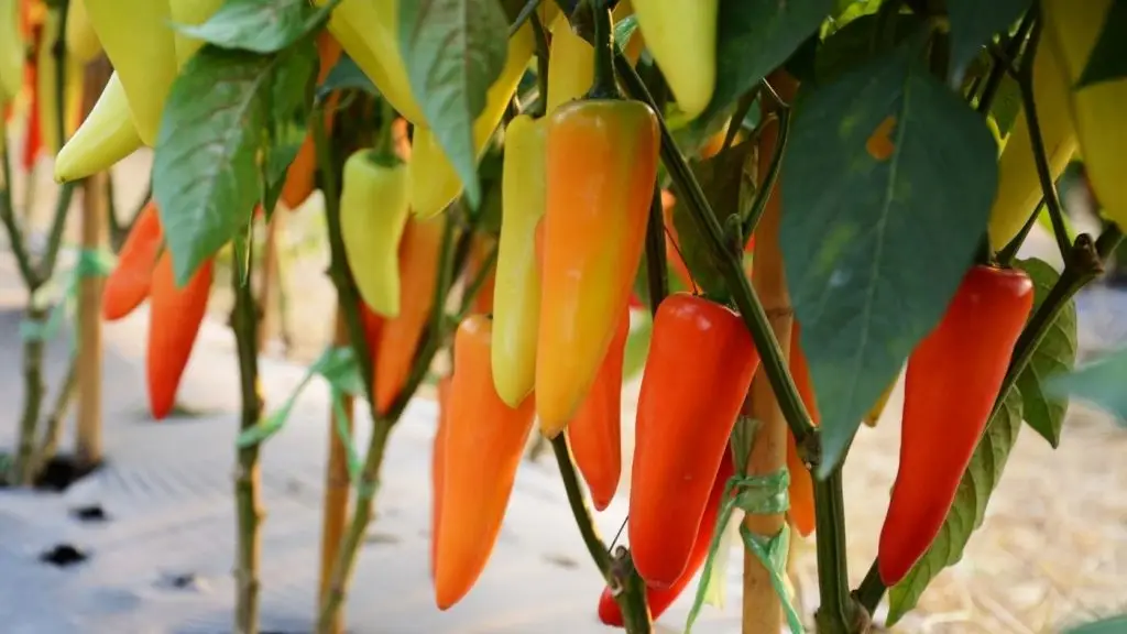 lecsópaprika