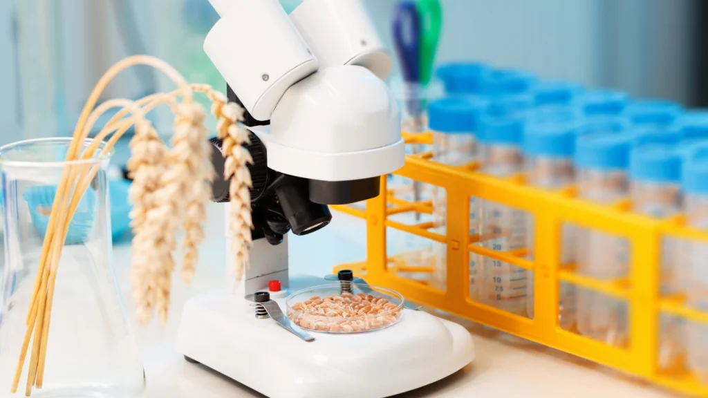 laboratórium búza gmo mikroszkóp