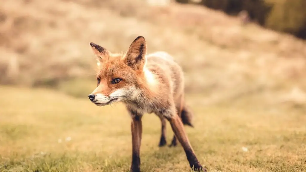 róka