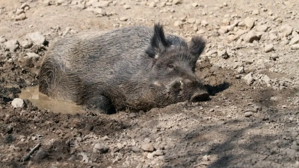 vaddisznó dagonya