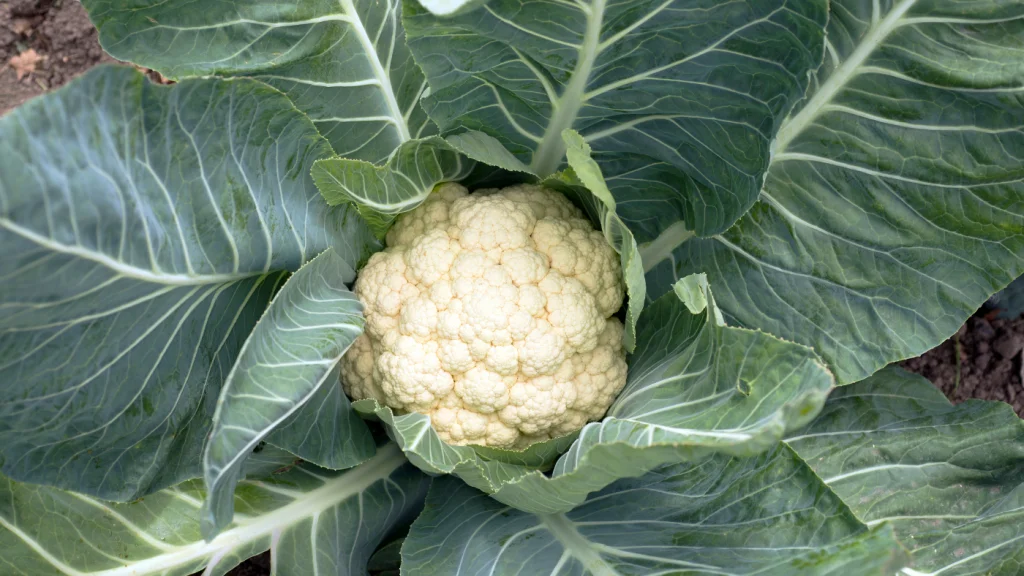 karfiol levelek