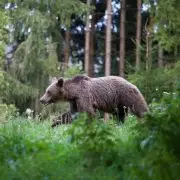 A medve nem játék!