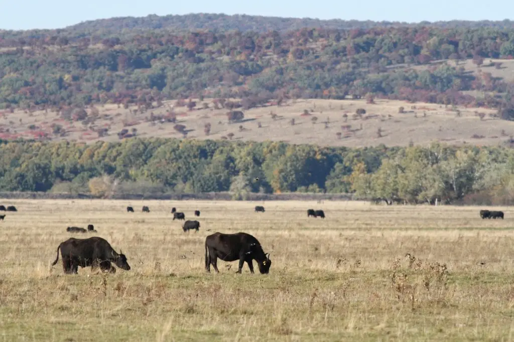 land-sharing mezőgazdaság termelés