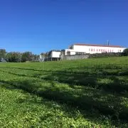 Európa egyetlen teaültetvényén jártunk