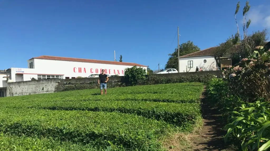teaültetvény