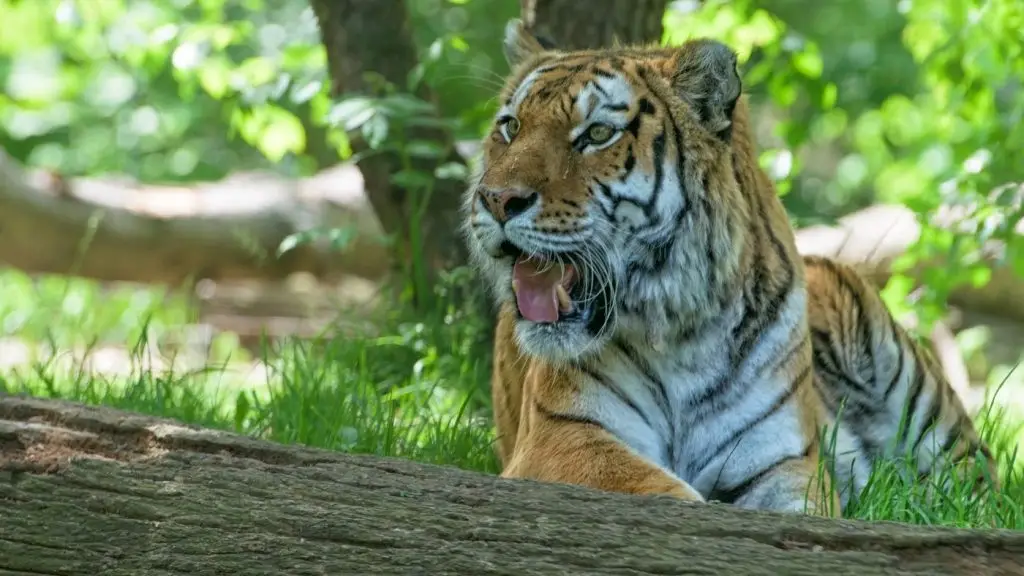 szibériai tigris