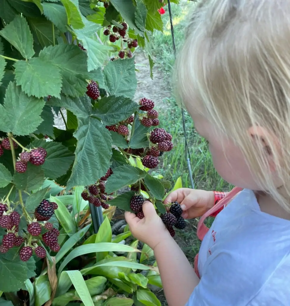 a vegán gyereknevelés nem a tiltólistákról, hanem az értékek átadásáról szól