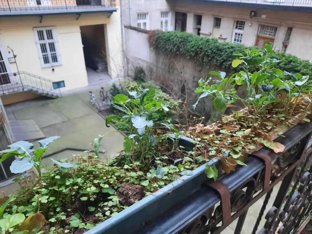 kertészkedés a gangon