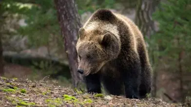 A medvék mint időjósok – avagy miről árulkodik a macik árnyéka?
