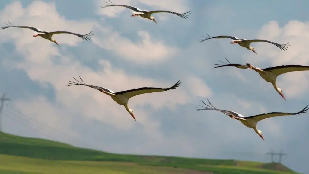 A madarak egy része a téli időszakot máshol tölti