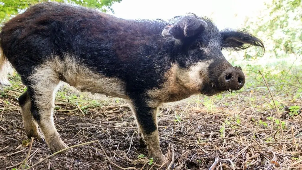 mangalica