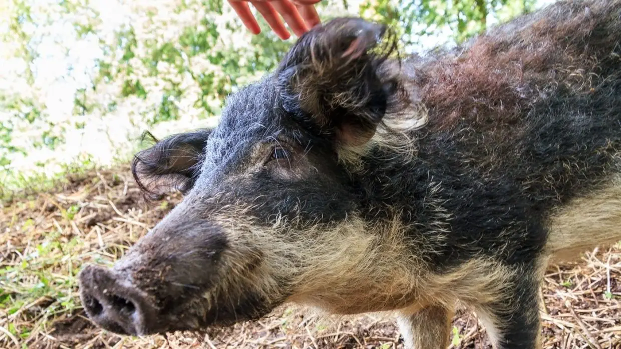 A mangalica, az őshonos prémium sertés