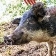 A mangalica, az őshonos prémium sertés