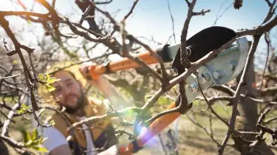 Itt a metszés ideje, vagy mégsem? – Kosztka Ernő metszőmester segít nekünk