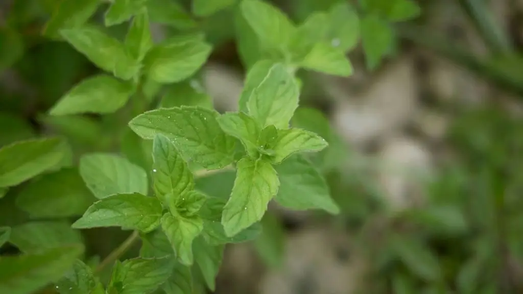 mezei menta