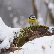 Így alszik a természet télen (amíg még tud)