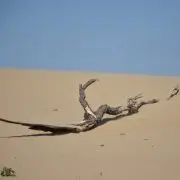 Elsivatagosodó Magyarország