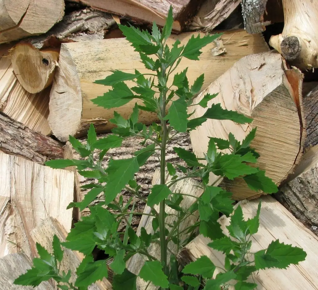 libatopgyomnövény