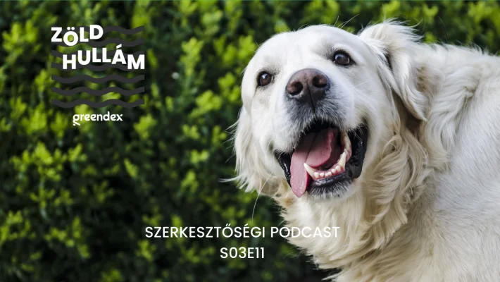 A felelős állattartás első lépése az örökbefogadás – Podkaszt
