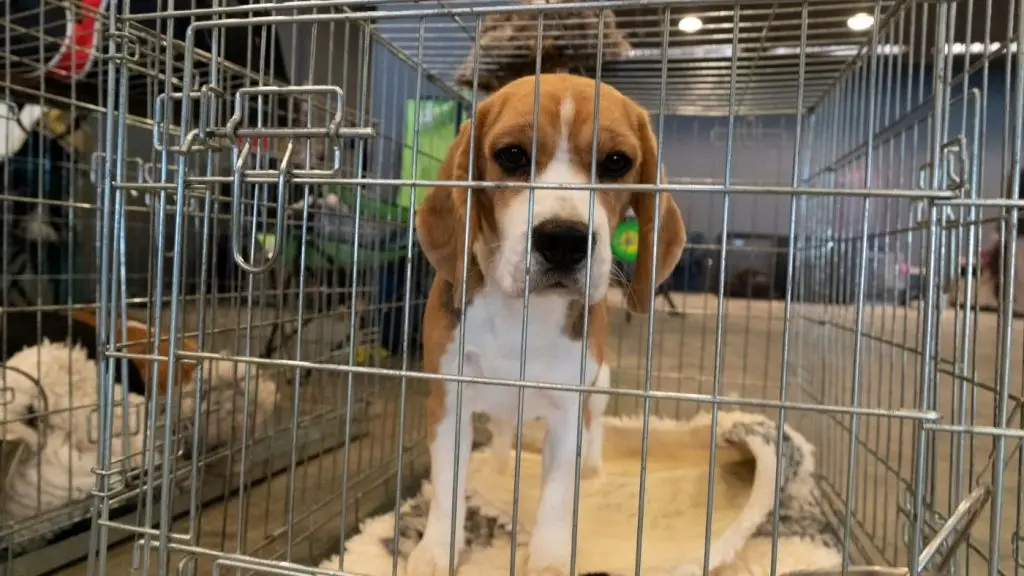 állatkísérlet beagle