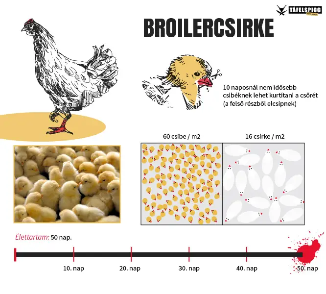 brojler csirke