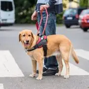 Fegyelem és alázat – Vakvezető kutyákról szakszerűen