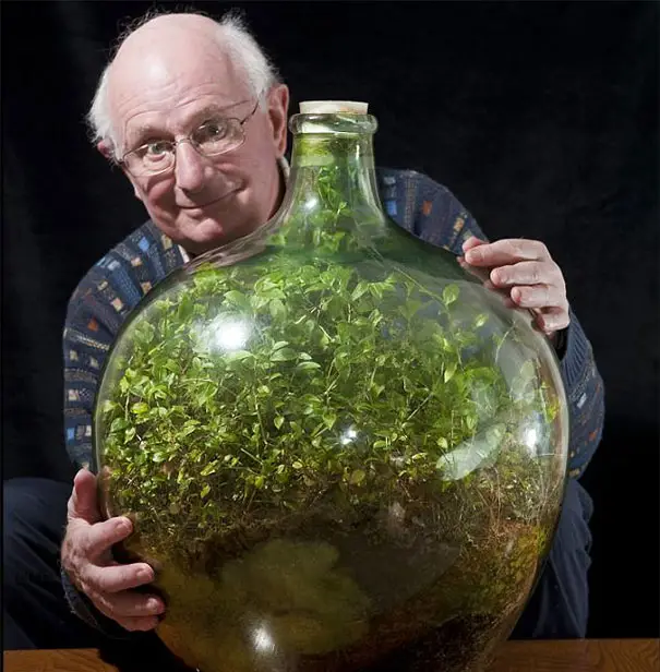 Növény amit soha nem kell locsolni? Kis túlzással ez a florárium. Egy florárium készítő vezet be minket, hogyan kell megfelelőt készíteni.