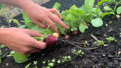 Beszéljünk a káposztafélékről! – Retek és rukkola termesztése magaságyásban