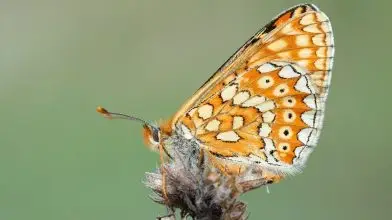 Egy változatos és ritka lepke: a lápi tarkalepke