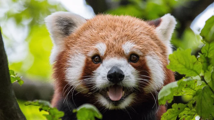 Az emberek a kihalás szélére sodorják a vörös pandákat, de van remény