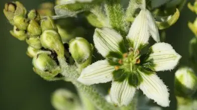 Olvadó jéghegyek a magyar tájban – Veszélyeztetett apró élőhelyszigetek