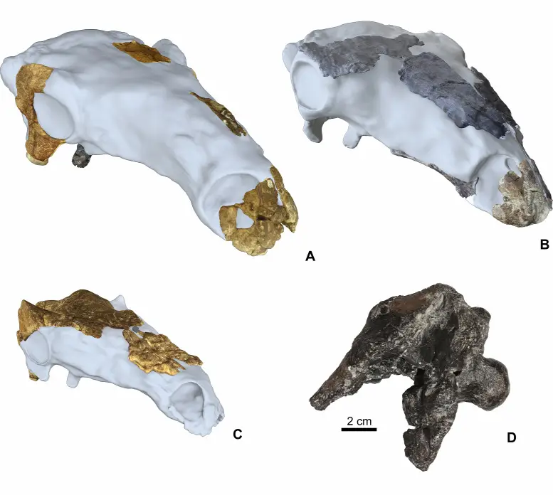hungarosaurus koponya