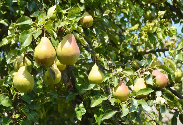 körte