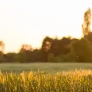 A rovarhoteleken túl így segíthetsz túlélni az apróságoknak!