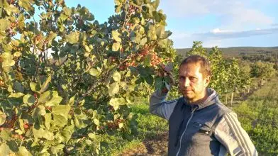 Vajon lehetünk pisztácia-nagyhatalom? – Az egyetlen magyar termelővel beszélgettünk