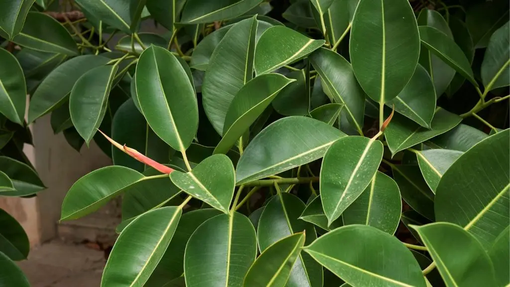 a ficus elastica-ból itthon nem épülnek hidak, csupán szobanövények