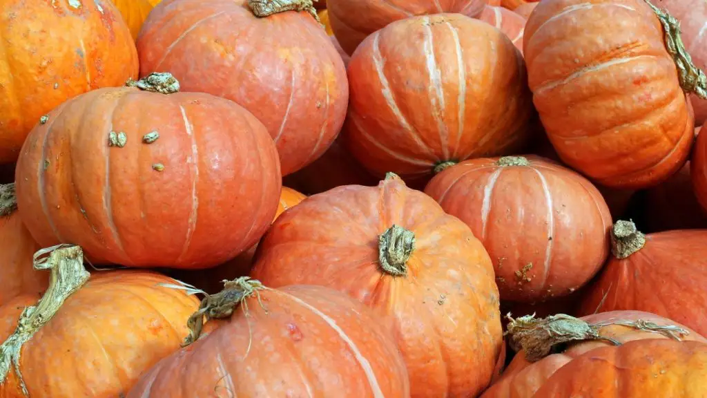 halloweenhalloween tök