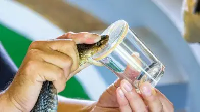A mérnöki megoldásoktól a gyógyászaton keresztül a mezőgazdaságig – Tanuljunk a természettől!