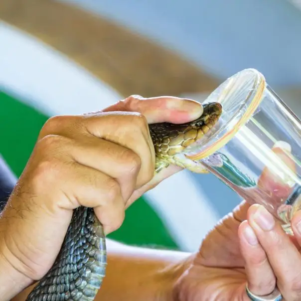A mérnöki megoldásoktól a gyógyászaton keresztül a mezőgazdaságig – Tanuljunk a természettől!