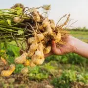Magyar földimogyoró: a klímaváltozás nyertese!