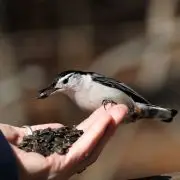 A téli madáretetés 5 alapszabálya