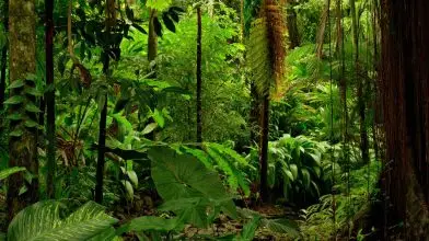 Tényleg ér valamit a „Rainforest Alliance” címke?