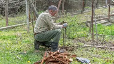 Faültetés a kertben: csak átgondoltan érdemes!