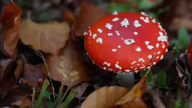 Rajtunk és bennünk is élnek: különös lények
