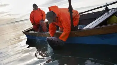 Hová lesznek télen a halaink?